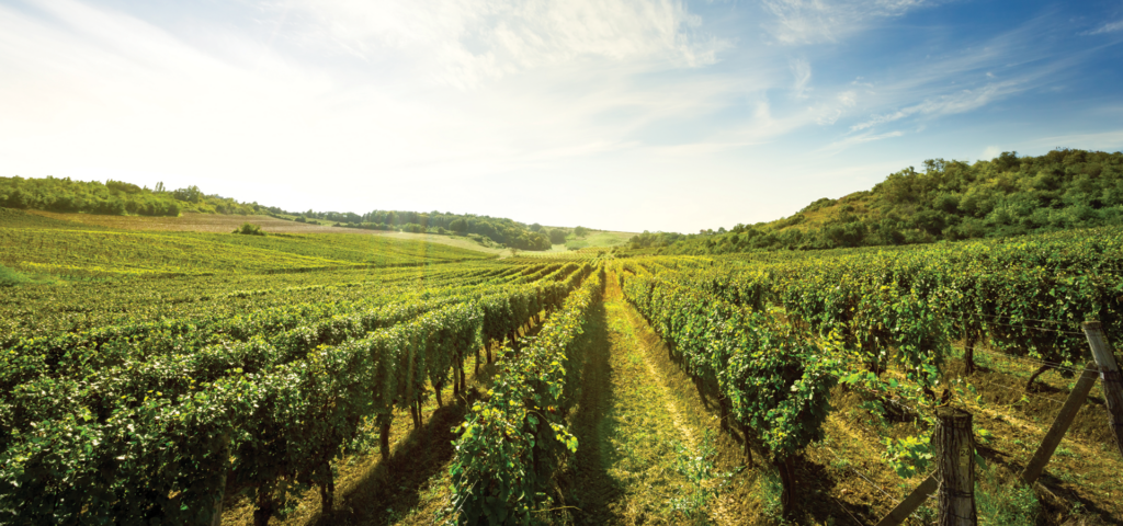 Degustazione vini e pranzo sui colli lucchesi